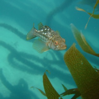 Calico or Kelp Bass